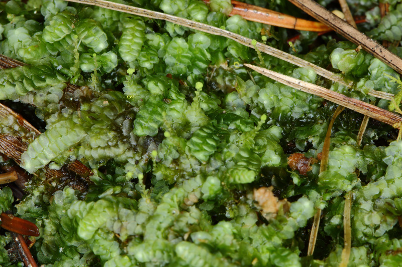 Calypogeia muelleriana